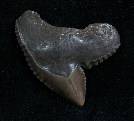 Fossil Tiger Shark Tooth From Georgia - #7650